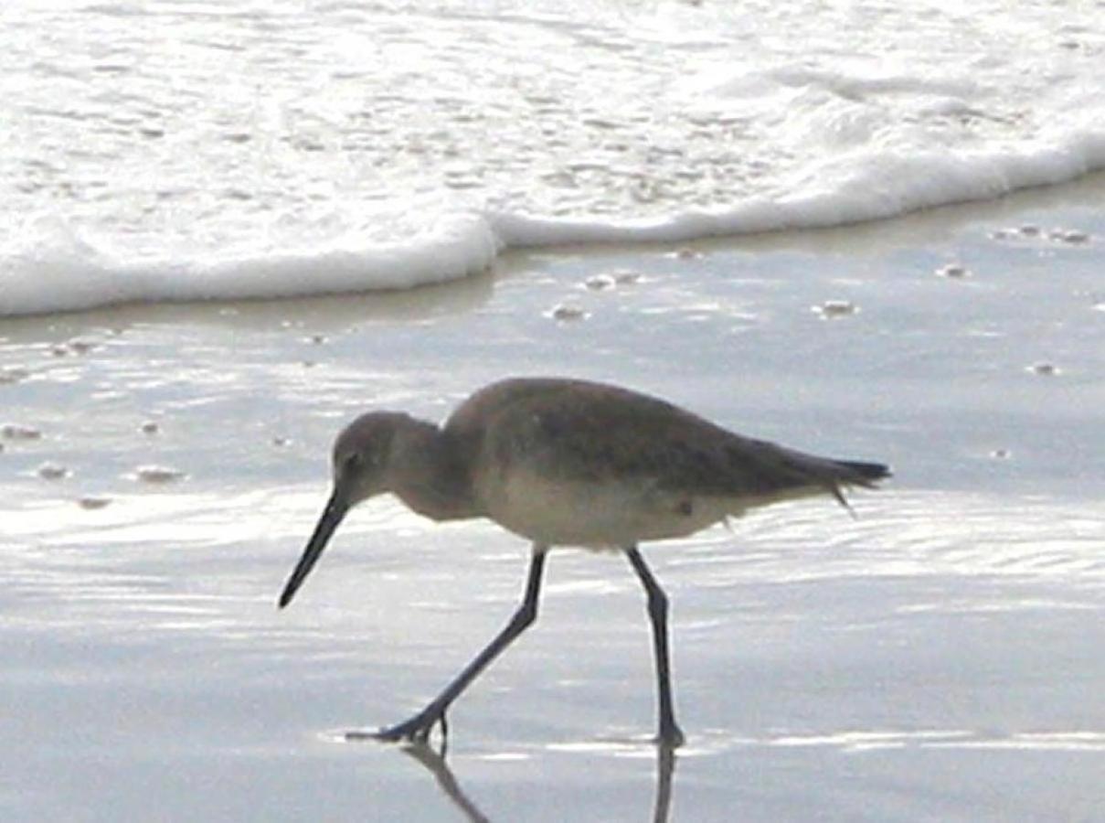 Sandpiper 2C Gulf Shores Exterior foto